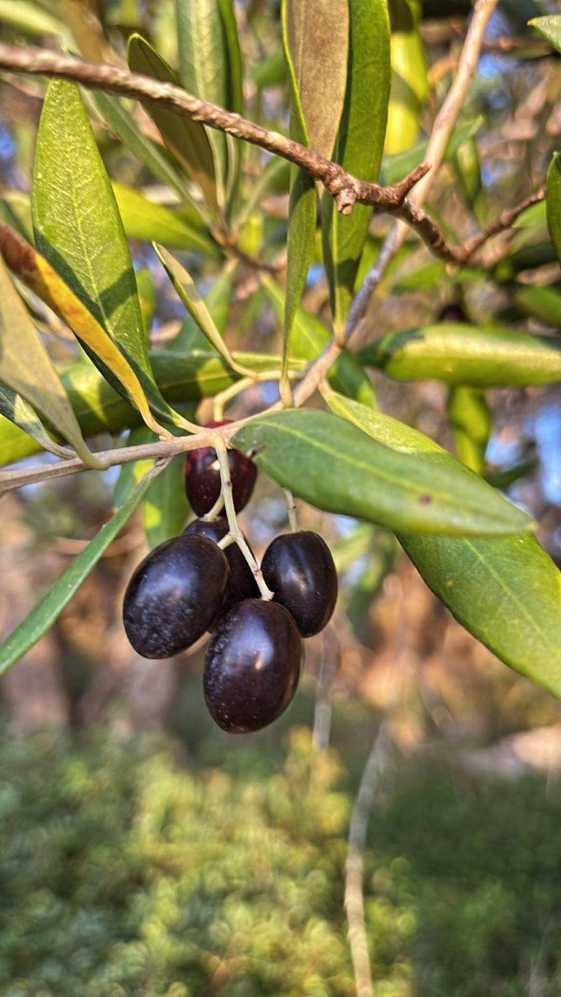 פאלאוקסטריצה Villa Maria 1 מראה חיצוני תמונה